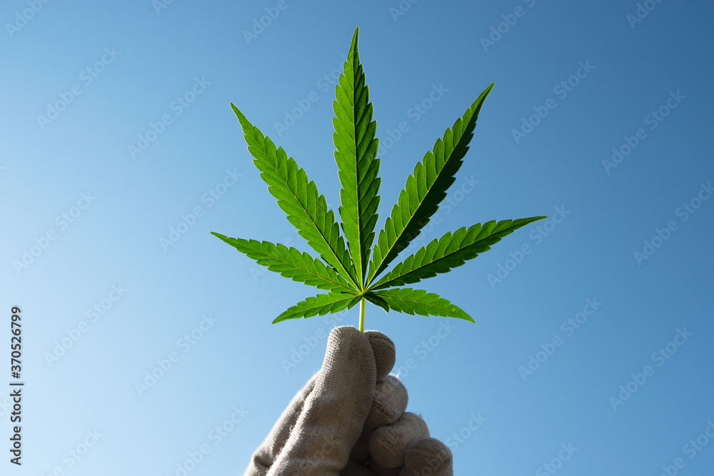 Wall mural marijuana leaf in hand