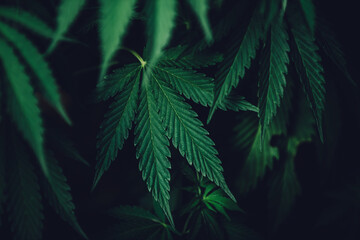 beautiful hemp plants background