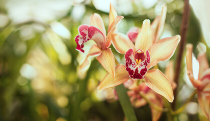Obraz premium Colorful orchid close up