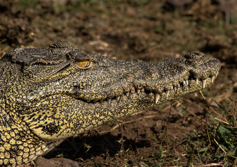 A Nile Crocodile's head shwoing his white teeth and yellow eye as it lays in wait on the bank next to the river