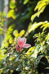 Pink flowers of azalea (rhododendron) bush blooming in the greenhouse