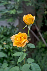 Yellow rose