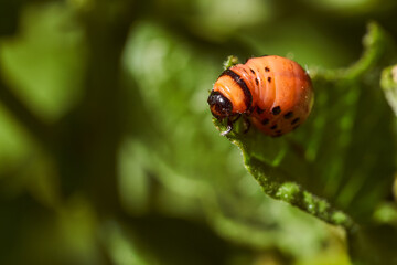 Colorado potato beetle and red larva crawling and eating potato leaves. Close-up. Macro effect photo.