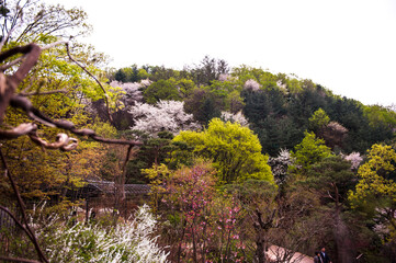 Beautiful white cherry blossom flower trees and early spring color trees background cloudy blue sky.