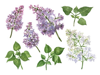 Lilac flowers and leaves. Botanical watercolor illustration. Set of elements isolated on a white background.