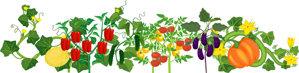 Different vegetable plants with ripe fruits isolated on white background. Harvest time