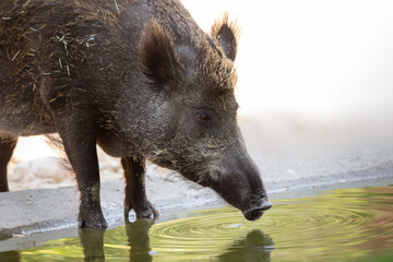 Portrait of a wild boar drinking water in a stream