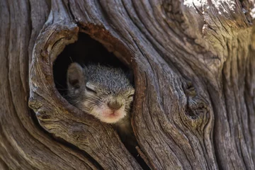 Selbstklebende Fototapeten A tiny baby Tree Squirrel sleeping while its head is peeping out the nest © Anna