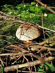 grzyb © Marcin Łazarczyk