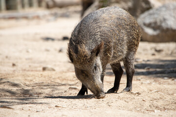 Portrait of a wild boar sniffing the sand