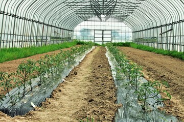 トマトの花が咲く