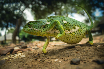 A Flap-necked Chameleon walking, photographed from the a low angle, Greater Kruger South Africa. 