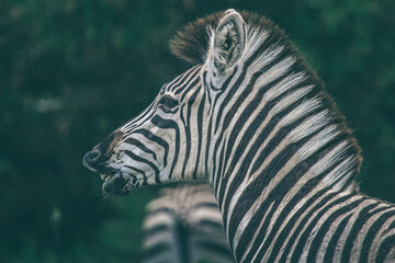 A Zebra pulling a grimace.