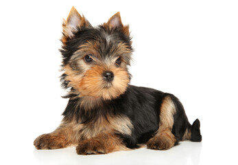 Yorkshire Terrier puppy