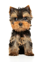 Yorkshire Terrier puppy looking