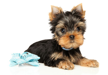 Yorkshire Terrier puppy with a blue bow