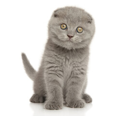 Adorable Scottish fold kitten