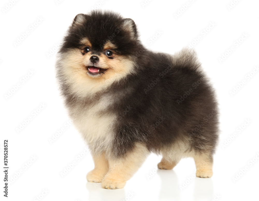 Wall mural pomeranian puppy stands in stand