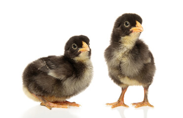 Two black chicks on a white background