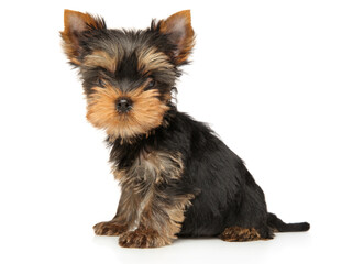 Yorkshire Terrier puppy looking at the camera