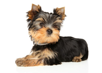 Yorkshire Terrier puppy lies on a white background