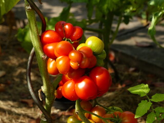 
Solanum lycopersicum in German ,Reisetomate, Solanaceae family.
