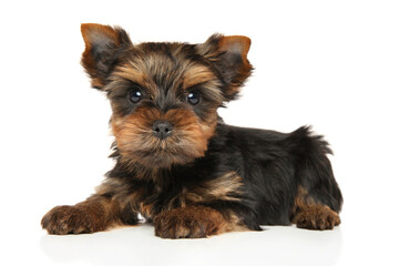 Yorkshire Terrier puppy lying