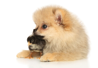 Pomeranian Spitz puppy with a black chick