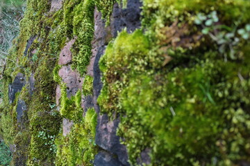green glowing moss on red sandstone rock