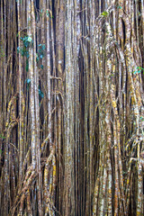 Aerial roots of the strangler fig on the Atherton Tablelands in Queensland, Australia