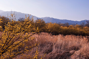 Beautiful village of yellow cornel,Cornus Officinalis flowers on early spring background