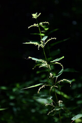 Flowering nettle
