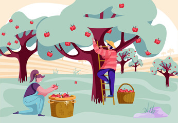 Fototapeta premium Happy people gathering apples in basket on the farm. Organic fruits. Autumn harvest. Agricultural work. Colorful vector illustration.