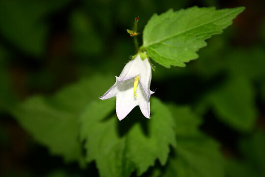 Campanula Carpatica