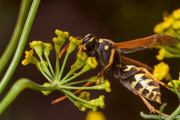 Wasp collects nectar on fennel flowers. Close-up.Macro effect photo.