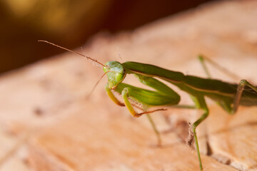 Green mantis sitting on a wooden chipboard. Macro effect photo.
