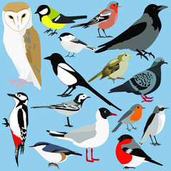 Birds of Europe and Russia: tit, Finch, bullfinch, Wagtail, Robin,nuthatch, chickadee