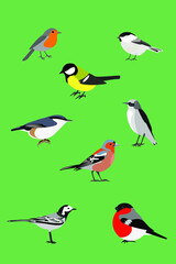 set of birds on green:  tit, Finch, bullfinch, Wagtail, Robin,nuthatch, brown-headed nut