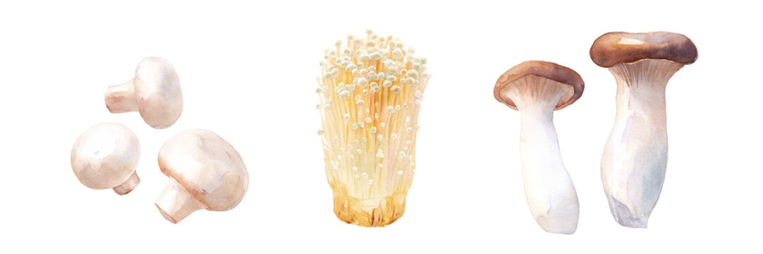 秋の食材：美味しいきのこ。ホワイトマッシュルーム、エノキダケ、エリンギの水彩イラストセット。