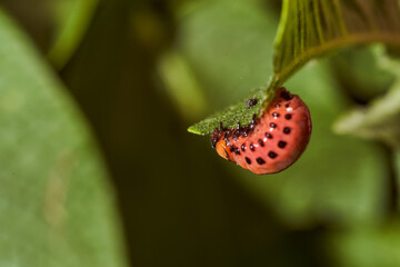 Colorado potato beetle and red larva crawling and eating potato leaves. Close-up. Macro effect photo.