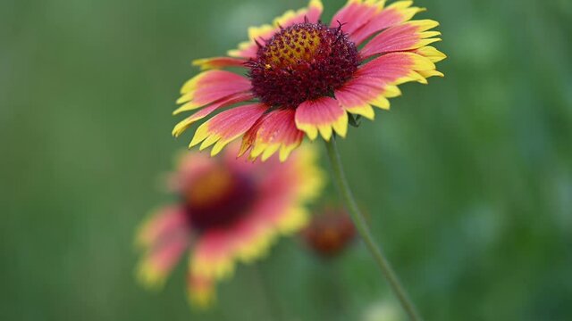 Indian Blanket Flower Gaillardia pulchella