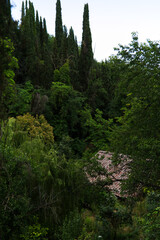 Fototapeta na wymiar Lush vegetation outside the city of San Gimignano