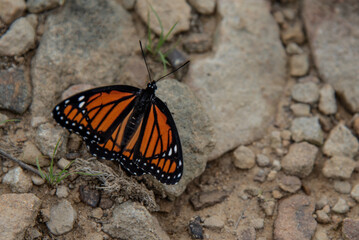 Fototapeta na wymiar A closeup of a Viceroy butterfly as it rests on a rock