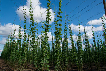 Hopfenfeld in der nähe von Köthen in Sachsen-Anhalt. Hopfen (Humulus lupulus) ist eine...