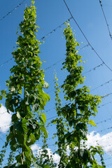 Hopfenfeld in der nähe von Köthen in Sachsen-Anhalt. Hopfen (Humulus lupulus) ist eine...