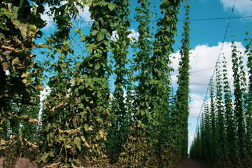 Hopfenfeld in der nähe von Köthen in Sachsen-Anhalt. Hopfen (Humulus lupulus) ist eine...