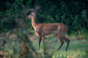 Sarna roe © Sporywildlife