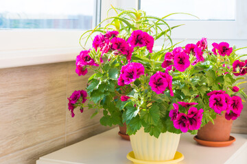 Floral home garden with pink geranium flowers in pot
