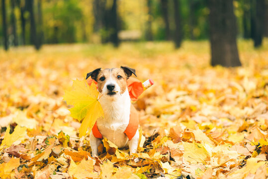 Back To School Concept With Dog Sitting On Pile Of  Golden Leaves On Nice September Day Holding Maple Leaf In Mouth