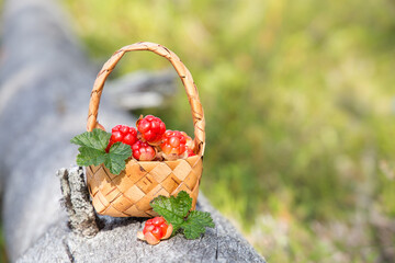 Fototapeta na wymiar Ripe cloudberries in a basket in the forest. North Karelia. Russia